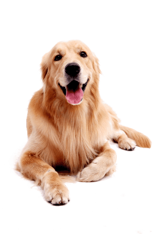 about dog
